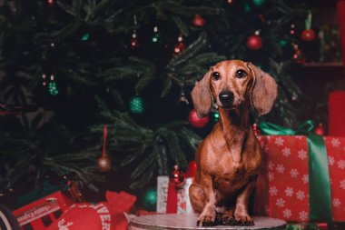 Noel süslemeleri hediye kutusu ile kırmızı dachshund köpekler