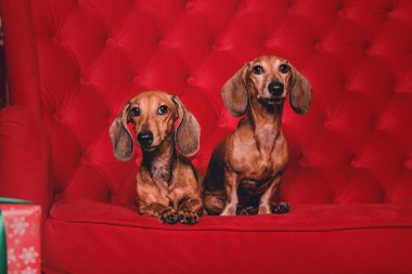 Noel süslemeleri hediye kutusu ile iki kırmızı dachshund köpek