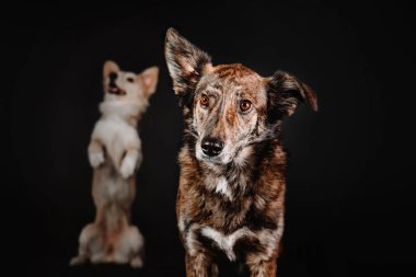 Siyah bir arka plan stüdyoda oturan komik karışık doğurmak köpek