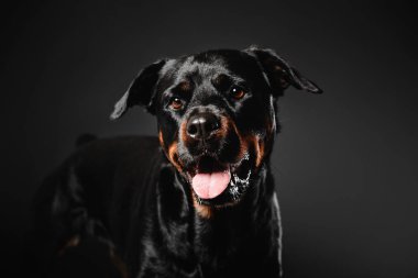 Rottweiler köpek stüdyoda siyah bir zemin üzerine