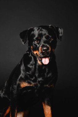 Rottweiler köpek stüdyoda siyah bir zemin üzerine