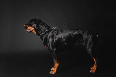 Rottweiler köpek stüdyoda siyah bir zemin üzerine