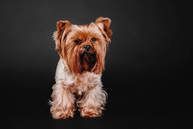 Siyah bir arka plan üzerinde oturan Yorkshire Terrier köpek
