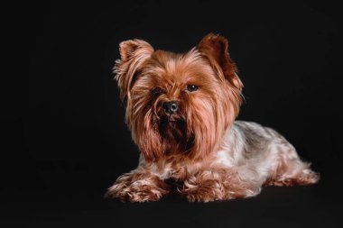 Siyah bir arka plan üzerinde oturan Yorkshire Terrier köpek
