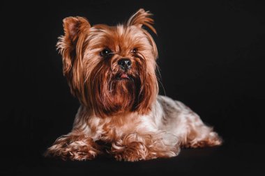 Siyah bir arka plan üzerinde oturan Yorkshire Terrier köpek