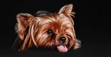 Siyah bir arka plan üzerinde oturan Yorkshire Terrier köpek