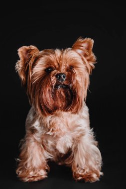 Siyah bir arka plan üzerinde oturan Yorkshire Terrier köpek