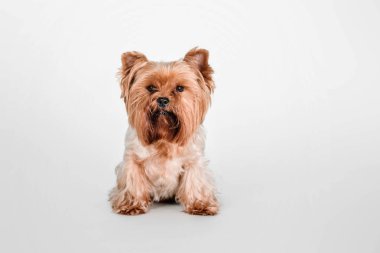 Yorkshire Terrier köpek Studio beyaz bir arka plan üzerinde oturan