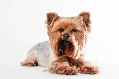 Yorkshire Terrier köpek Studio beyaz bir arka plan üzerinde oturan