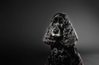 Güzel yaşlı beyaz saçlı siyah spaniel köpek portre siyah arka plan üzerine
