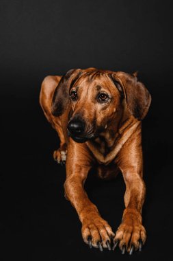 Rodezya Ridgeback köpek siyah bir zemin üzerine