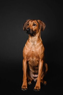 Rodezya Ridgeback köpek siyah bir zemin üzerine
