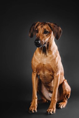Rodezya Ridgeback köpek siyah bir zemin üzerine
