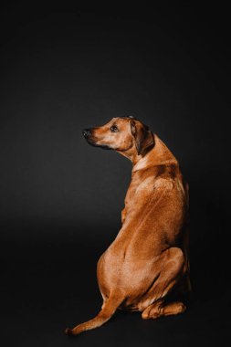 Rodezya Ridgeback köpek siyah bir zemin üzerine