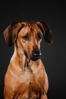 Rodezya Ridgeback köpek siyah bir zemin üzerine