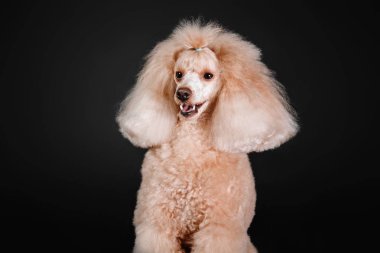 Minyatür kaniş köpek stüdyoda siyah bir zemin üzerine