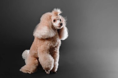 Minyatür kaniş köpek stüdyoda siyah bir zemin üzerine