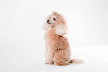 Beyaz bir arka plan üzerinde güzel minyatür kaniş köpek