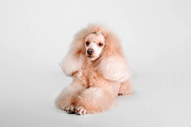 Beyaz bir arka plan üzerinde güzel minyatür kaniş köpek