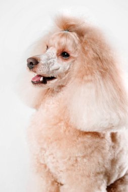 Beyaz bir arka plan üzerinde güzel minyatür kaniş köpek