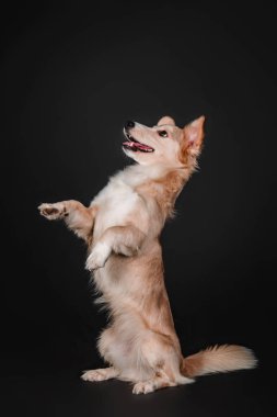 Stüdyoda siyah bir zemin üzerine karışık doğurmak köpek