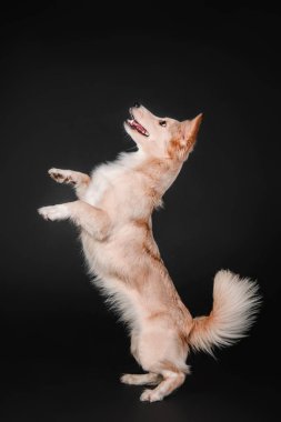 Stüdyoda siyah bir zemin üzerine karışık doğurmak köpek