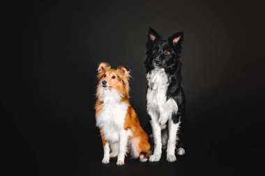 Shetland koyun ve kenar kömür ocağı köpek birlikte stüdyoda siyah bir zemin üzerine oturan