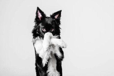 Studio beyaz bir arka plan üzerinde siyah ve beyaz kenar kömür ocağı köpek yavrusu