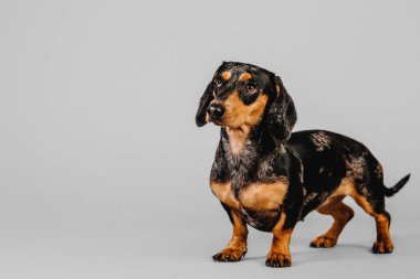 Gri bir arka plan üzerinde güzel mermer dachshund