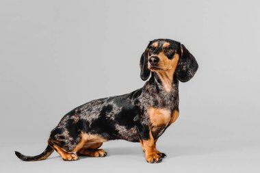 Gri bir arka plan üzerinde güzel mermer dachshund
