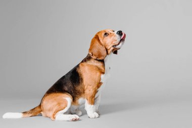 Gri bir arka plan üzerinde güzel beagle köpek