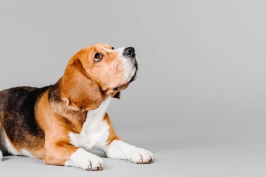 Gri bir arka plan üzerinde güzel beagle köpek