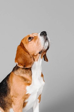 Gri bir arka plan üzerinde güzel beagle köpek