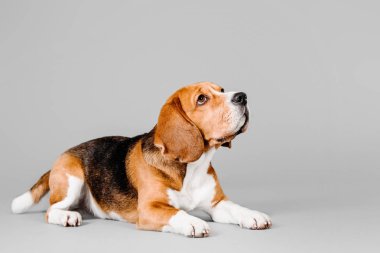 Gri bir arka plan üzerinde güzel beagle köpek