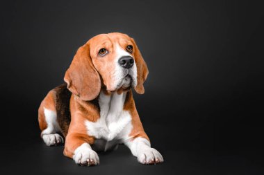 Güzel beagle köpek siyah bir zemin üzerine