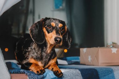 Dachshund köpek gece şehir ışıkları arka camda Noel hediye kutuları oturan kırmızı tan ile güzel mermer Puan