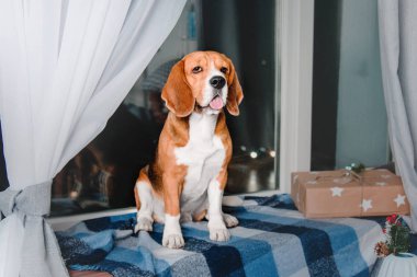 Gece şehir ışıkları arka camda oturan güzel beagle köpek