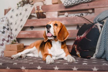Kanepede yatan güzel beagle köpek