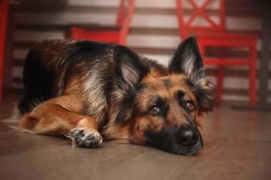 Alman çoban köpeği içeri