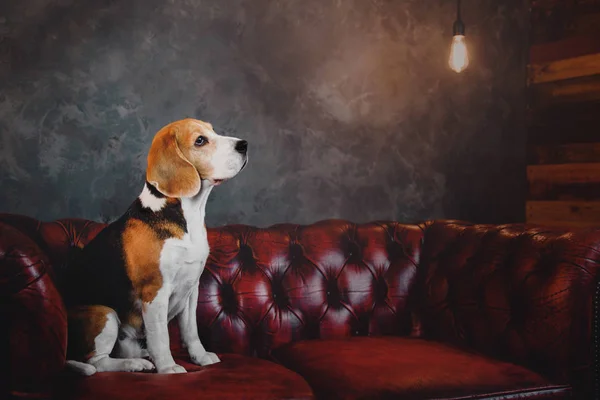 Vackra beaglehund sitter på en mörk röd soffa i loft inre — Stockfoto
