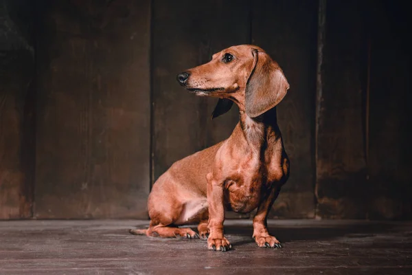 Είδος γερμανικού κυνηγετικού σκύλου στο φόντο του ΤΟΙΧΟΥ ΞΥΛΙΝΟ — Φωτογραφία Αρχείου