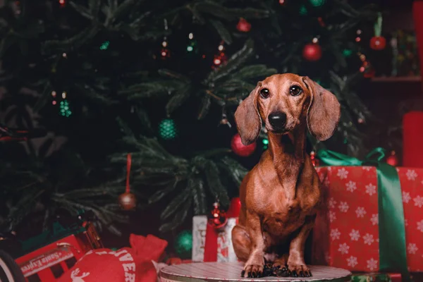 Cães dachshund vermelho em decorações de Natal com caixa de presente — Fotografia de Stock