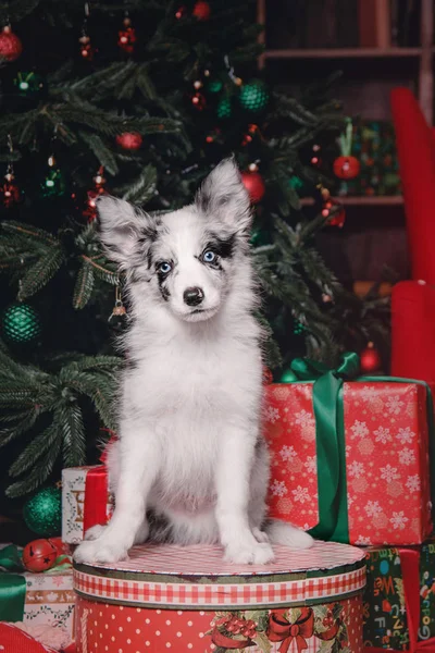 ギフト ボックス クリスマス装飾大理石ボーダーコリー子犬犬 — ストック写真