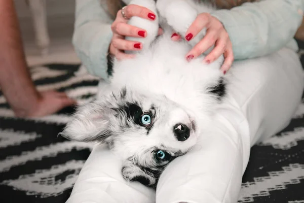 Marble Border Collie puppy lying on the knees of his owner — Stock Photo, Image