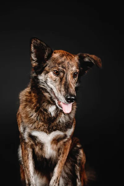 Lucu anjing ras campuran duduk dengan latar belakang hitam di studio — Stok Foto