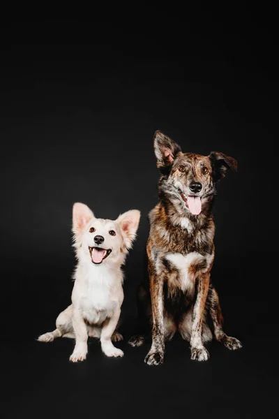 Engraçado misto raça dois cães sentados em um fundo preto no estúdio — Fotografia de Stock