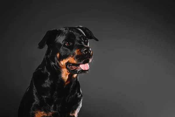 Rottweiler chien sur fond noir dans le studio — Photo