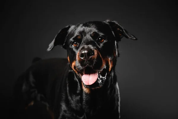 Perro Rottweiler sobre fondo negro en el estudio —  Fotos de Stock