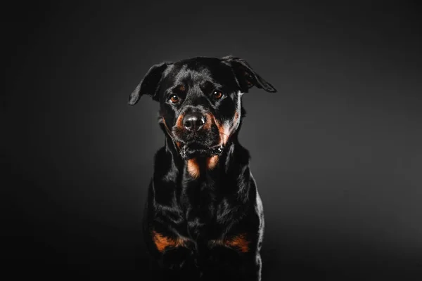 Perro Rottweiler sobre fondo negro en el estudio —  Fotos de Stock