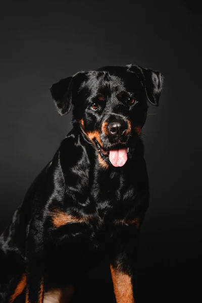 Rottweiler cão em um fundo preto no estúdio — Fotografia de Stock